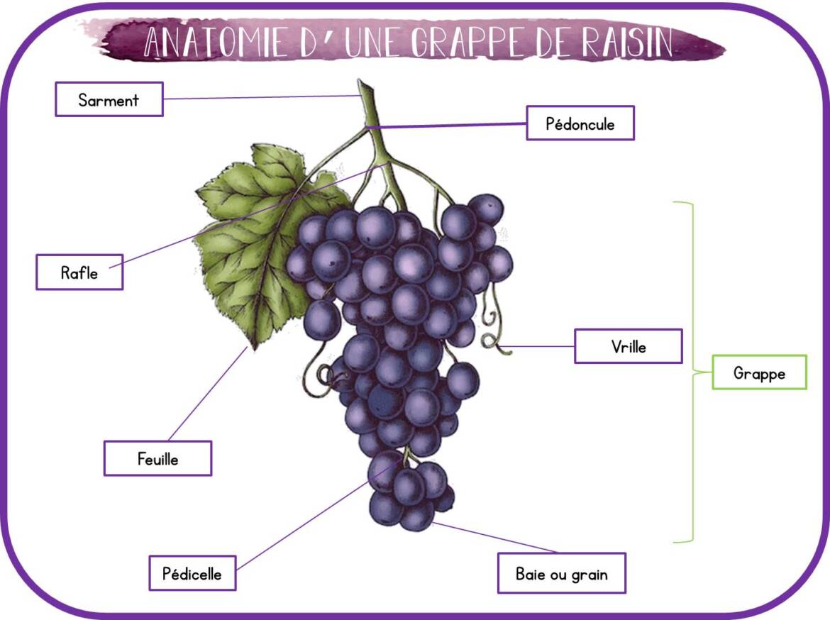 Anatmie-raisin-.jpg