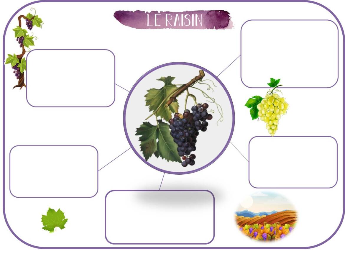 Carte-mentale-raisin.jpg