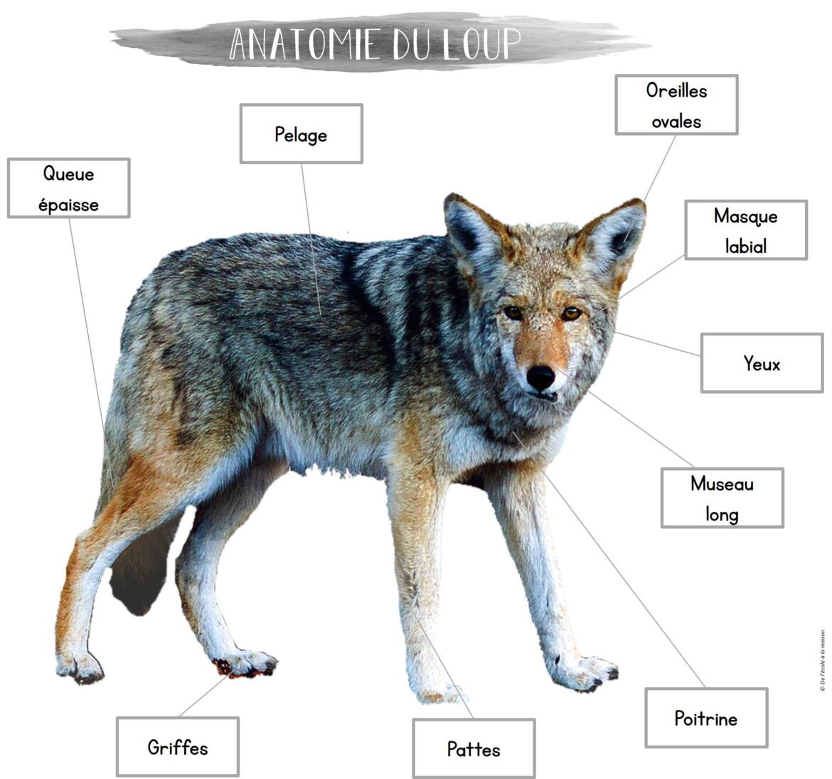 Anatomie-loup.jpg