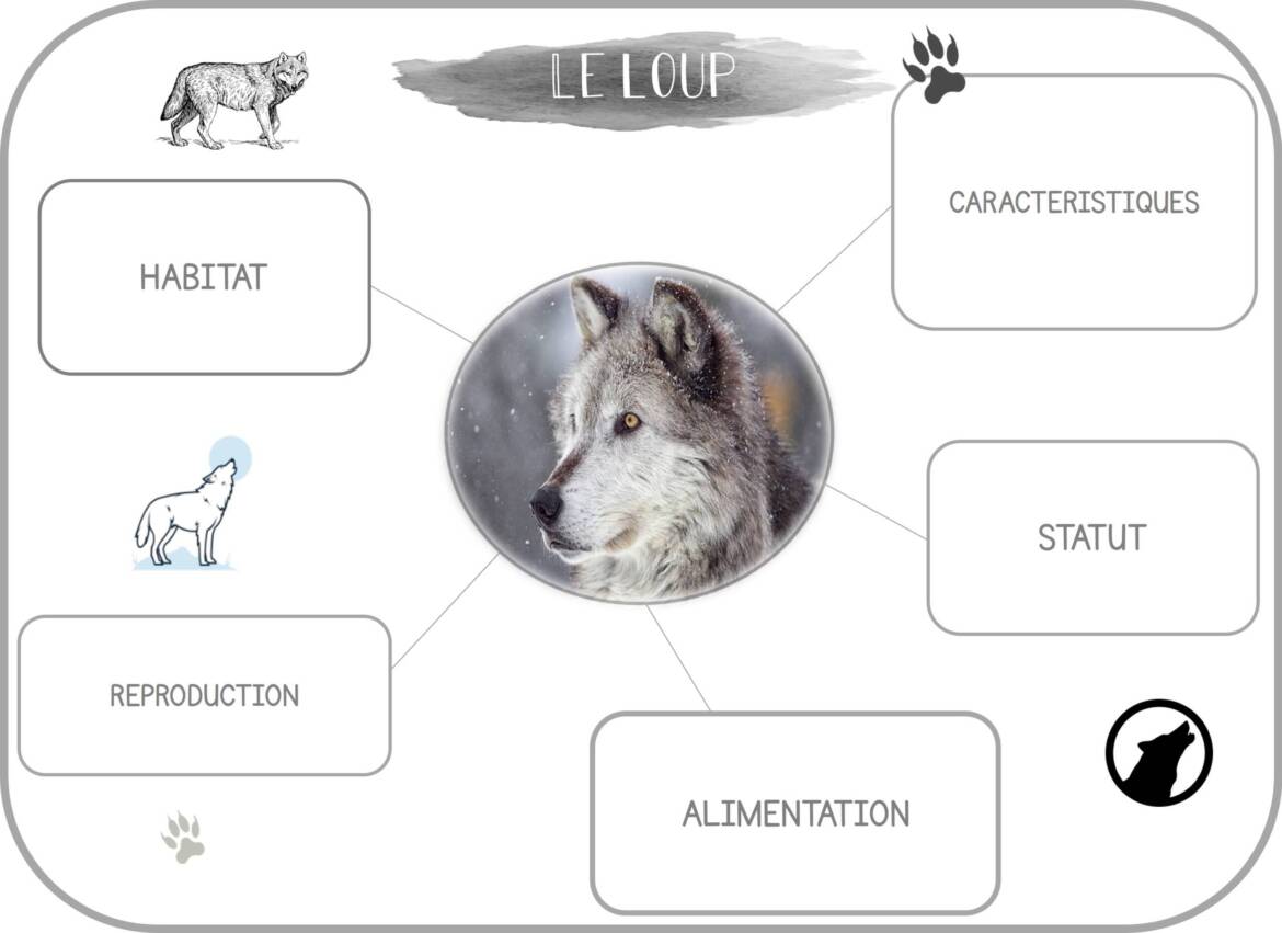 Carte-mentale-loup-scaled.jpg