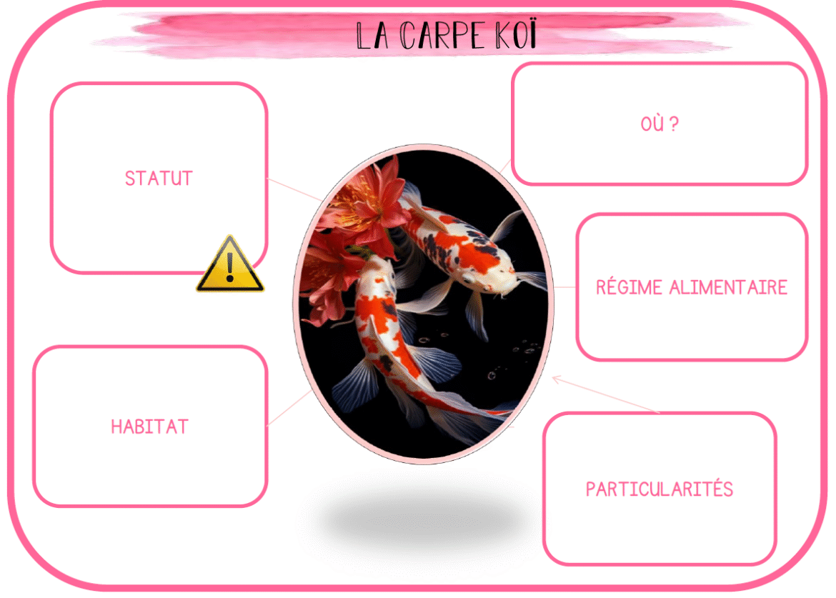 Carte-mentale-carpe.png