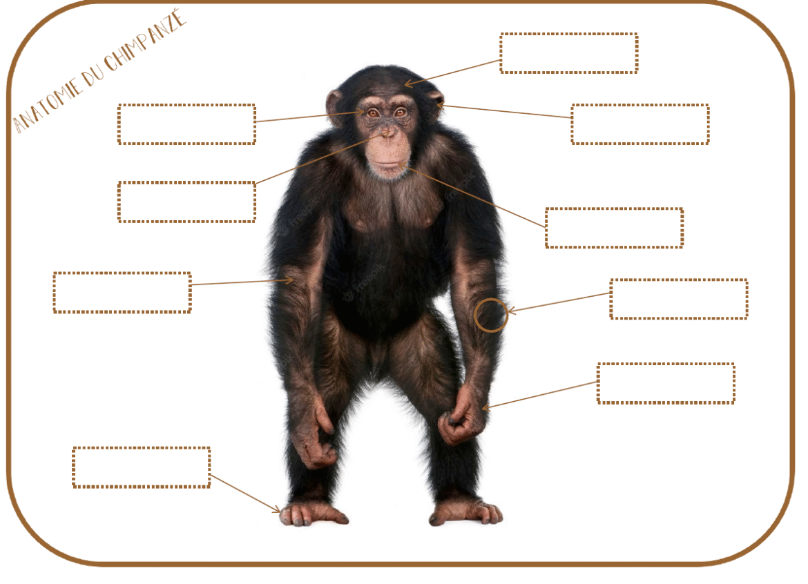Anatomie-chimpanze.png