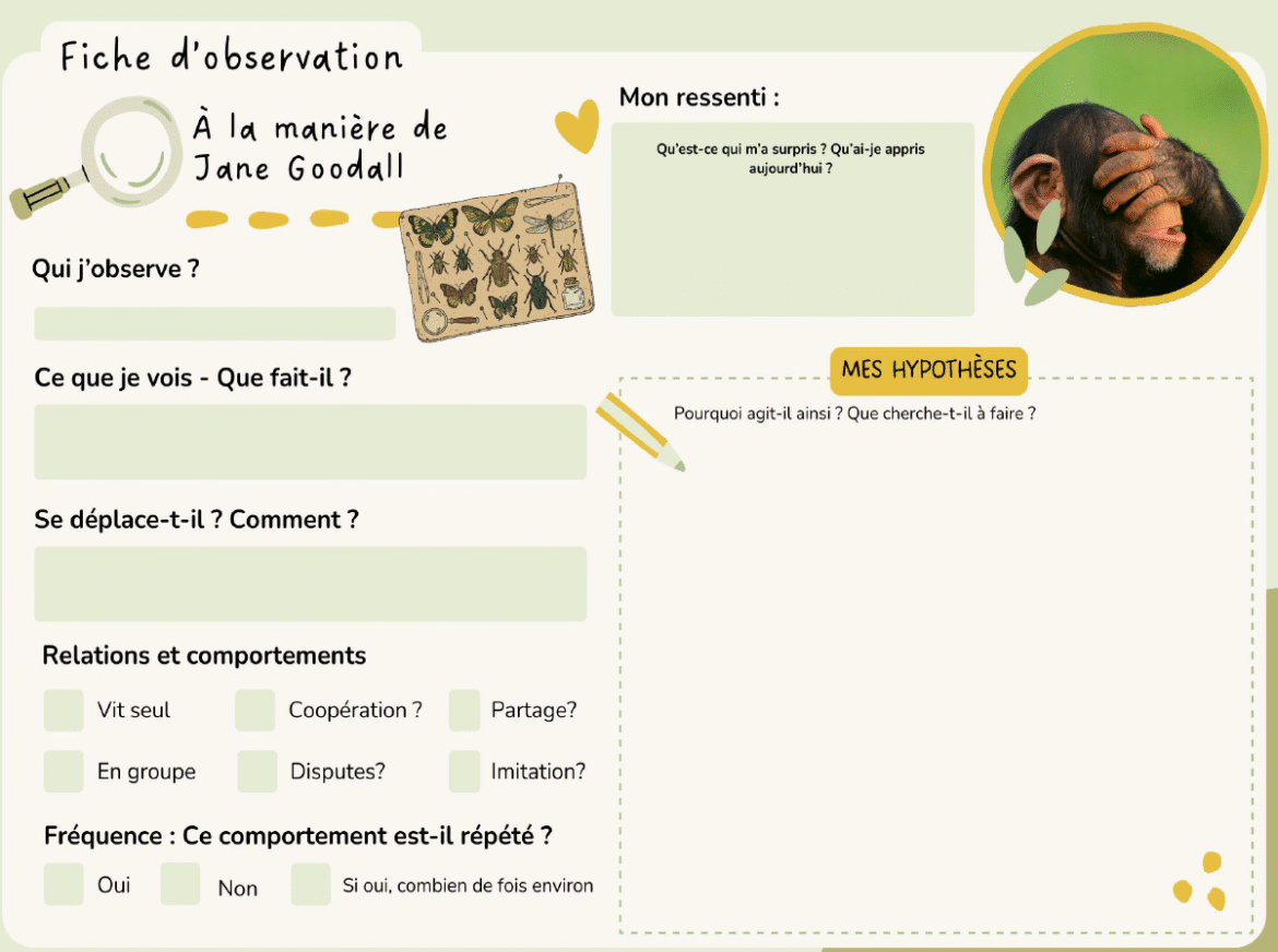 Fiche-observation-chimpanze.png